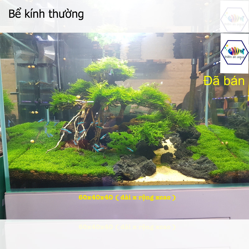 Bể kính thường - BKT1