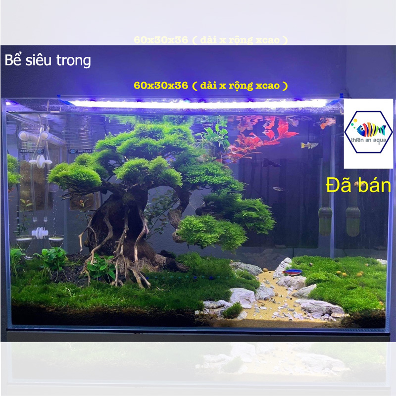 Bể kính siêu trong - BST1