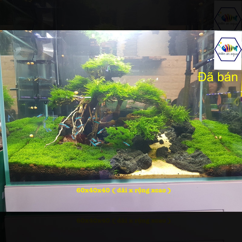 Bonsai hoàn thiện - BSHTM12