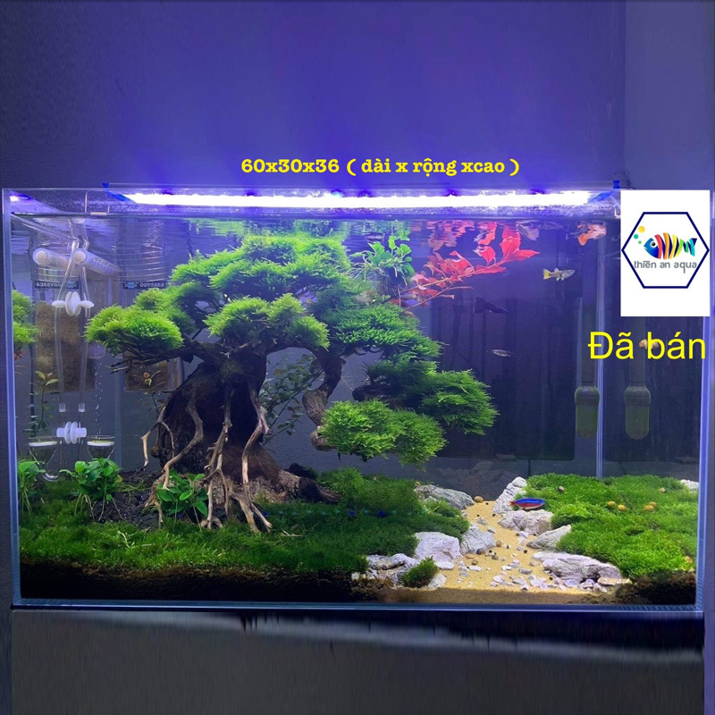 Bonsai hoàn thiện - BSHTM13