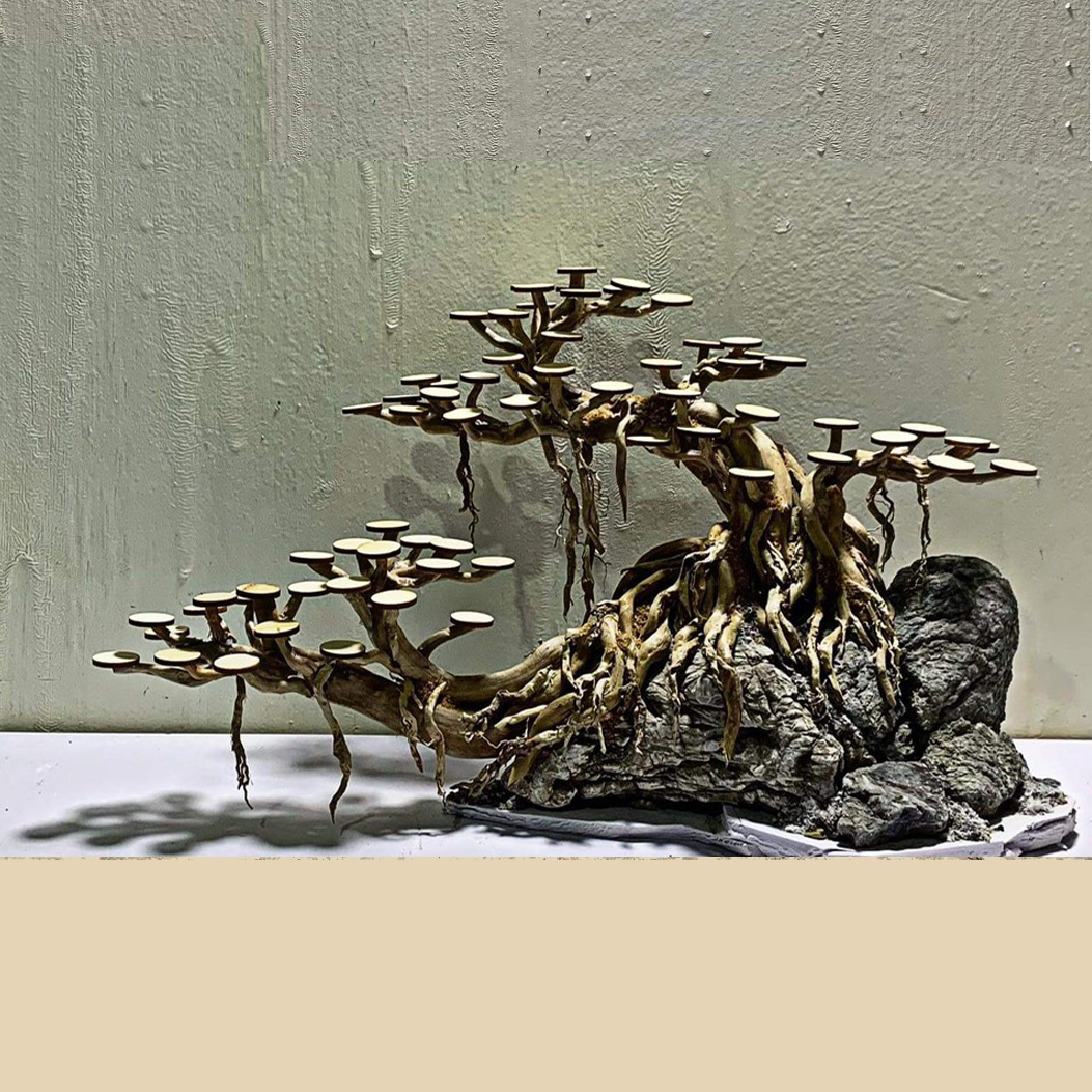 Bonsai thô - M06